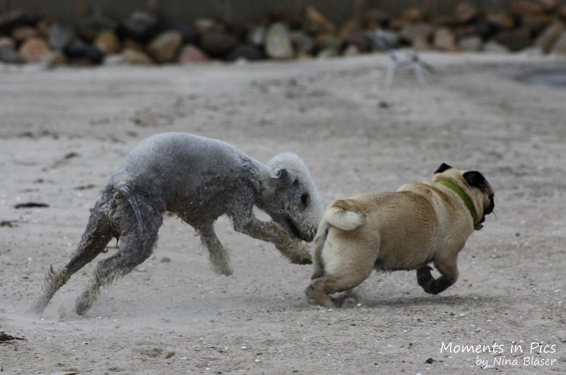 2010-06-26 Arc-en-ciel Arlequin (38).jpg